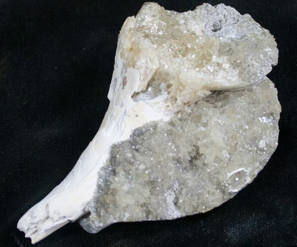 Partial Fossil Whelk With Golden Calcite Crystals #7859